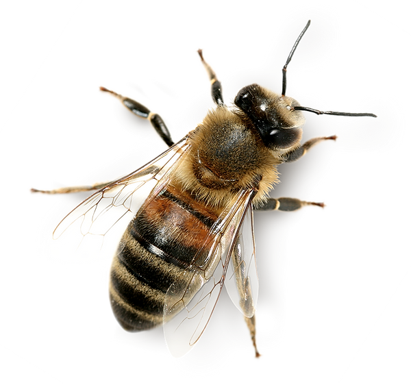 honeybee gif.png