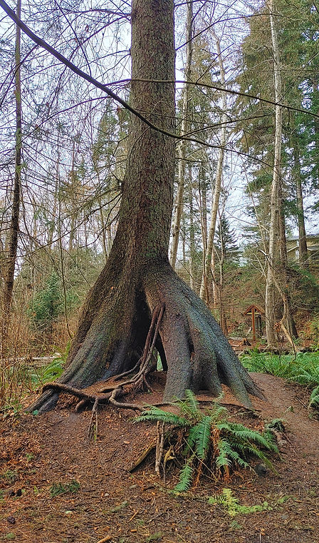 Roots pic.jpg