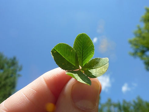 clover pic.jpg