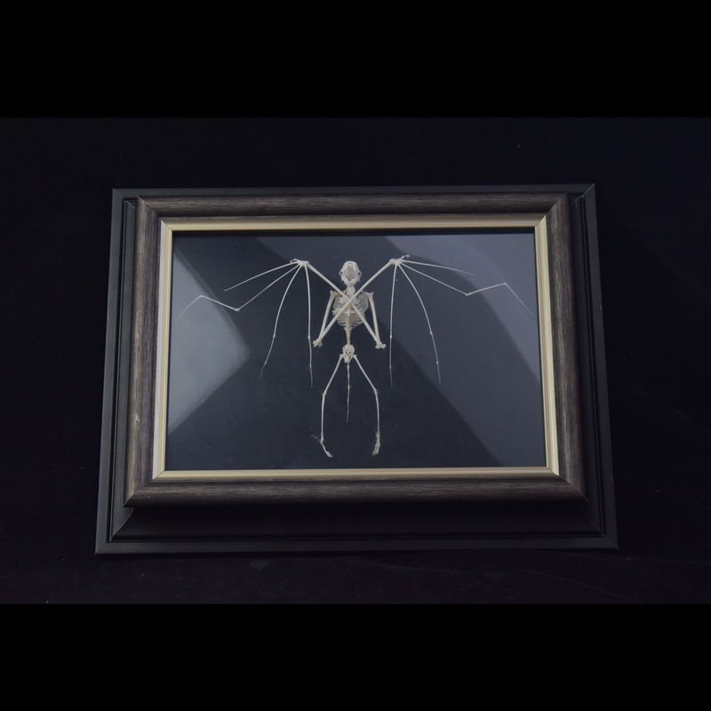 Miniatura: Skeleton Specimen Framed Wall Art Dark Vampire Decoration Art Collection