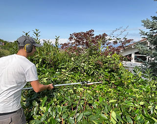 Entretien et taille d'une haie dans le chabais en Haute-Savoie