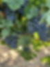 Bunch of Grapes.jpg