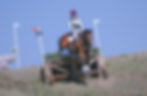 Close-up view of a horse receiving chiropractic care