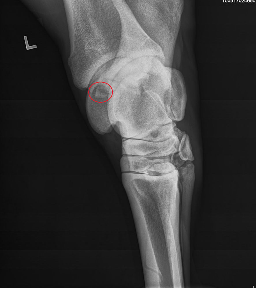 Why taking radiographs before purchasing your next horse is valuable!