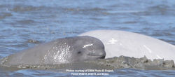 CookInletBelugaWhalePhoto-ID-permits-14210,18016,222,004