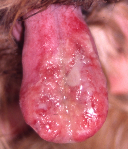 langue chien envenimation chenilles processionnaires: stade Arsenicum/Mercurius en homéopathie
