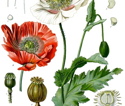 OPIUM OU LA SIDERATION