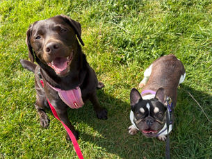 Why Pet Sitting Is Essential for Your Dog