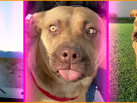 Welcome Home, Stella! The Story of our Rescue Dog