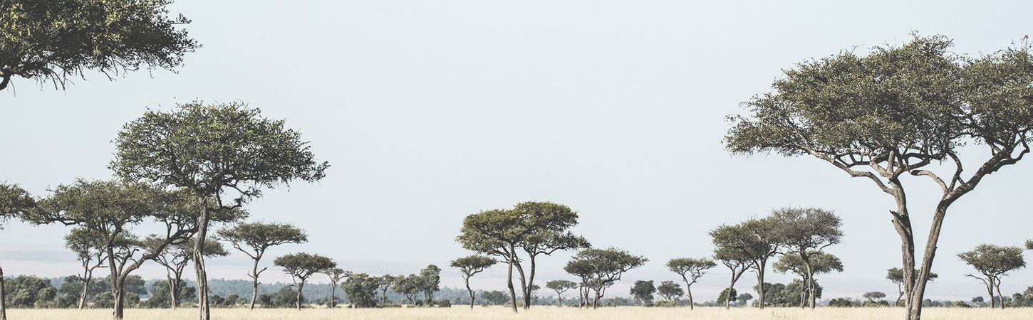 Safari Story Header.jpg