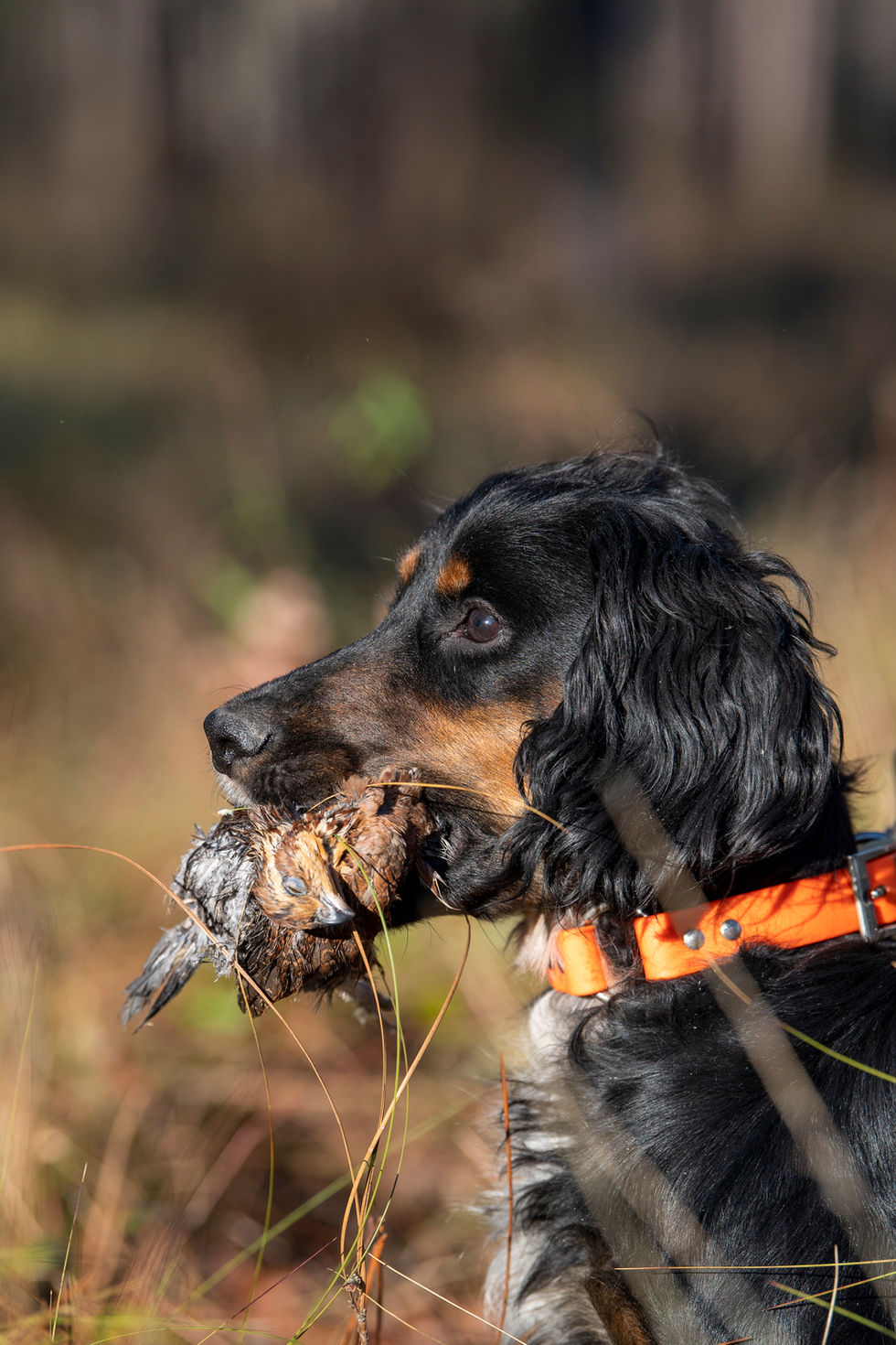 DRDC_052_dec22jan23_MR