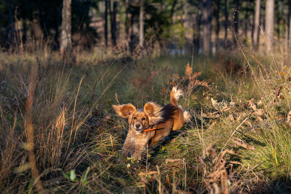 DRDC_194_dec22jan23_MR