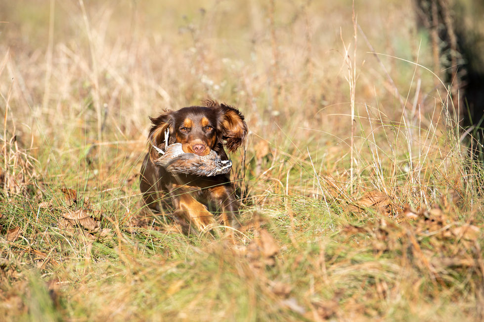 DRDC_020_dec22jan23_MR