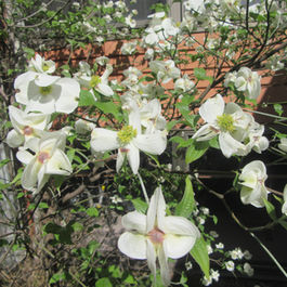 施設の中庭のハナミズキが花を咲かせました～！