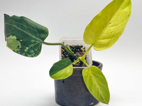 Philodendron Whipple Way