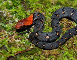 Sri Lanka Keelback (Endemic) Endangered