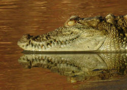 Marsh Crocodile (Indigenous)