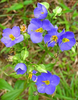Blue Binara (Edemic) Vulnerable