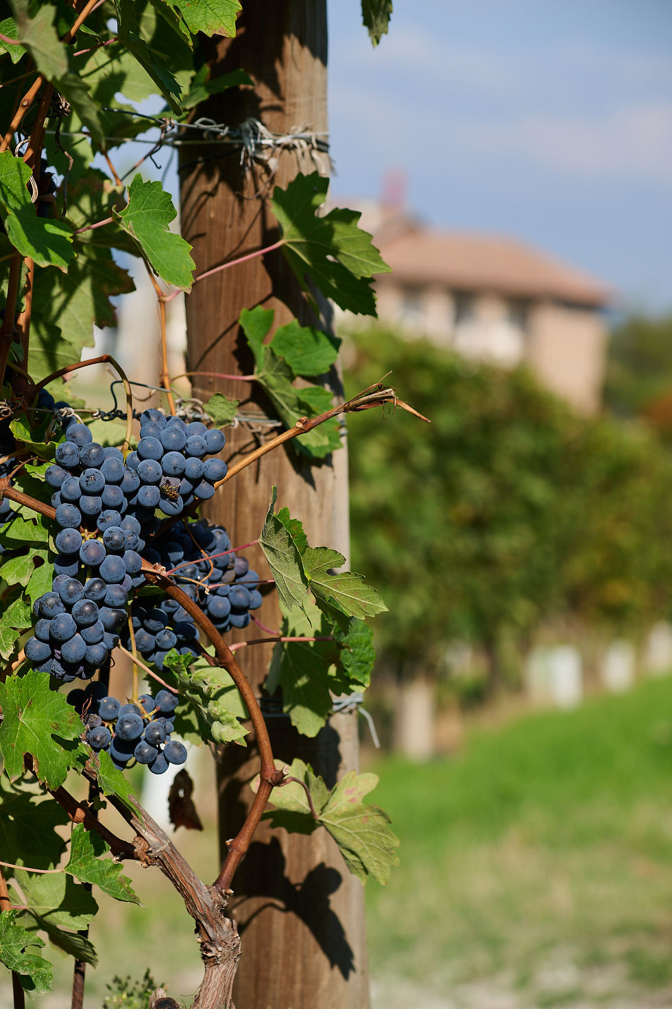 cascina-christiana-nizza-monferrato-uva-vino-2-web.jpg