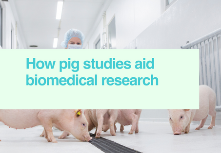 How pig studies aid biomedical research