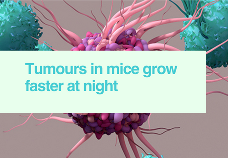 Tumours in mice grow faster at night