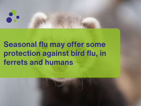 Seasonal flu may offer some protection against bird flu, in ferrets and humans