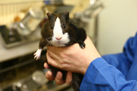 technician-holding-black-and-white-guinea-pig-animal-testing (1).jpg