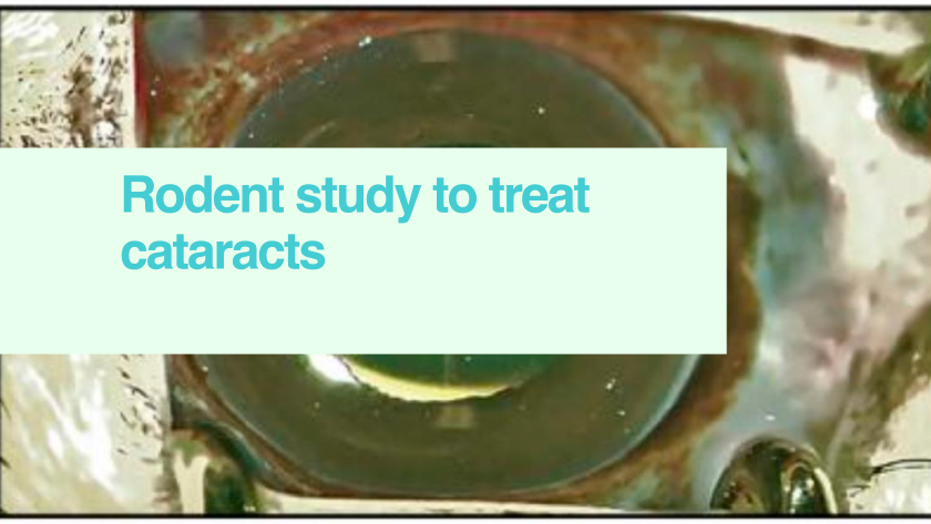 Cataracts in squirrel eye