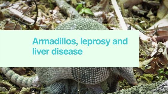 armadillo disease armadillo disease