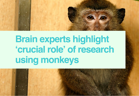 Brain research & monkeys