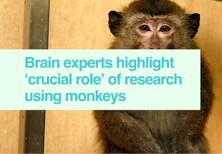 Brain research & monkeys 