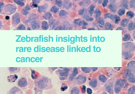 Zebrafish insights into rare disease linked to cancer