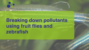 Breaking down mercury pollutants using fruit flies and zebrafish