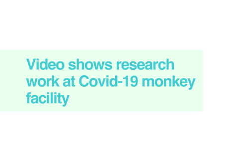 Primates in Covid-19 video