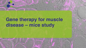 Gene therapy for muscle disease – mice study