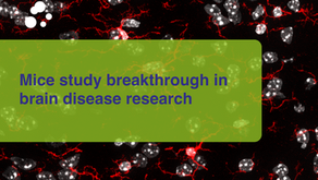Mice study breakthrough in brain disease research