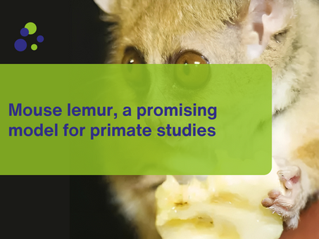 Mouse lemur, a promising model for primate studies