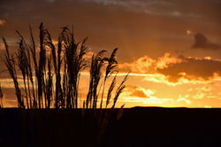 Sunset Reeds