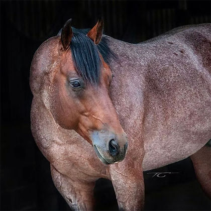French Streaktorodeo