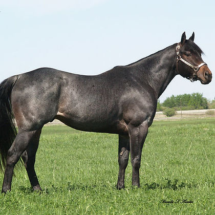 BF Streakin Merridoc