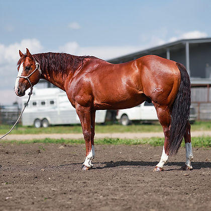 A Frenchmans Ledoux