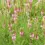 Miniature : Miel de sainfoin