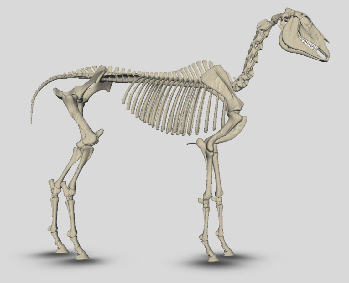 Dorntherapie Pferd