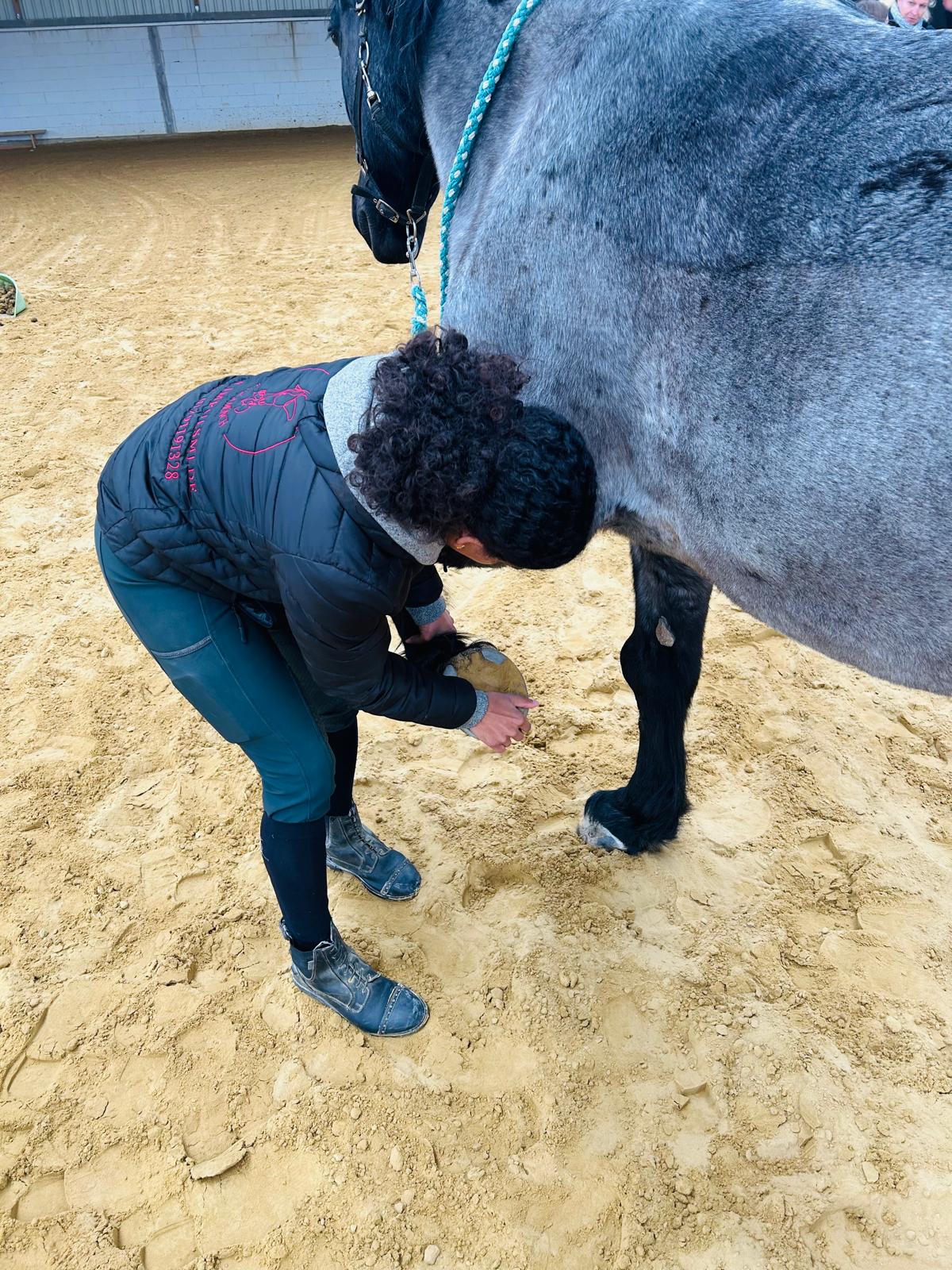 Dorntherapie Pferd
