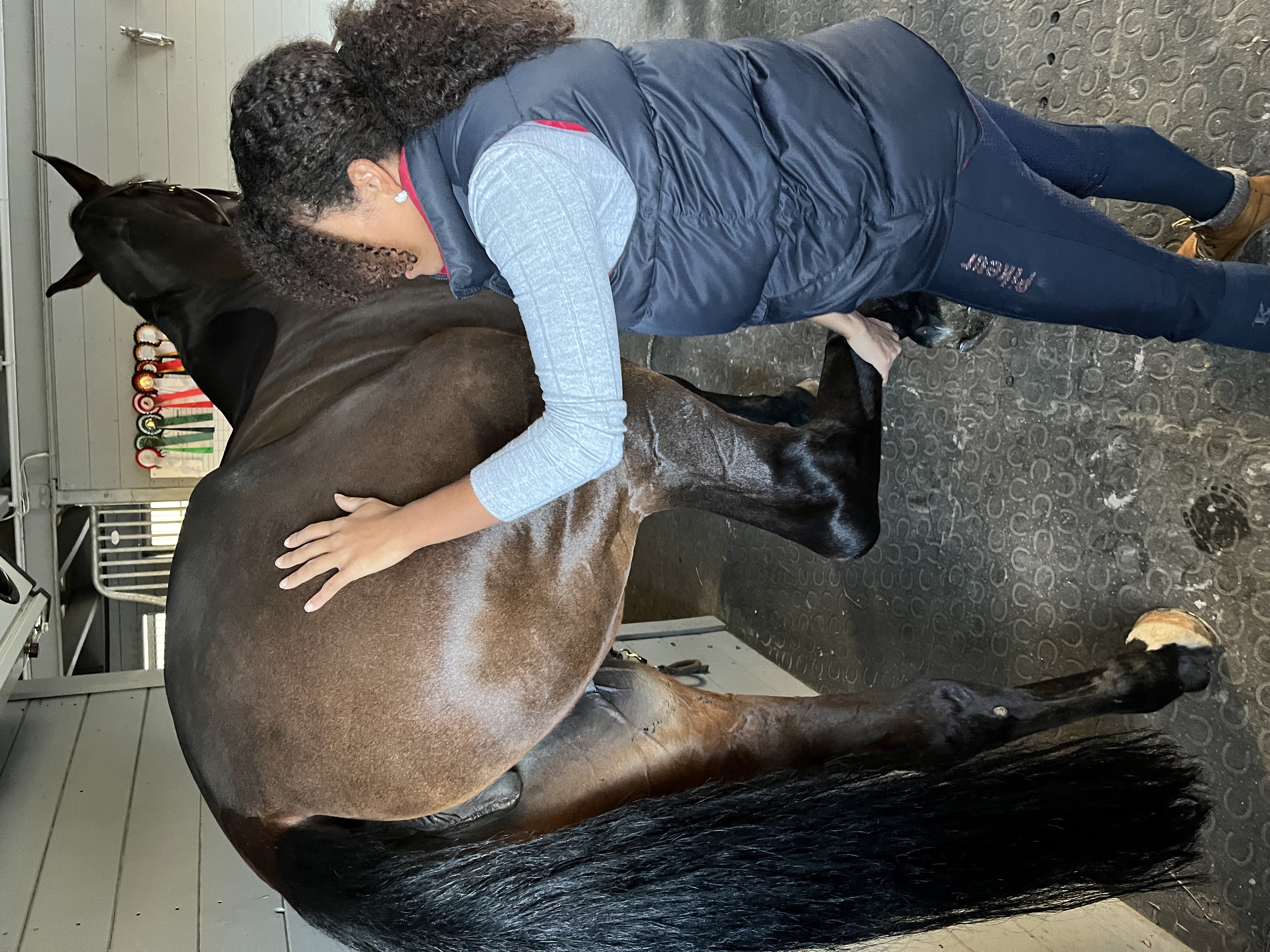 Dorntherapie Pferd
