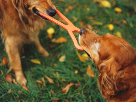Ellbogendysplasie (ED) beim Hund