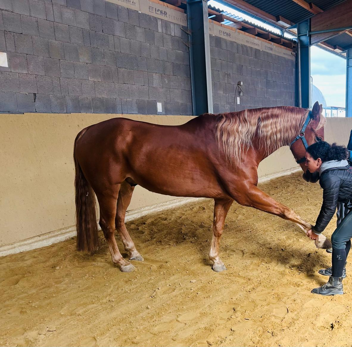 Dorntherapie Pferd