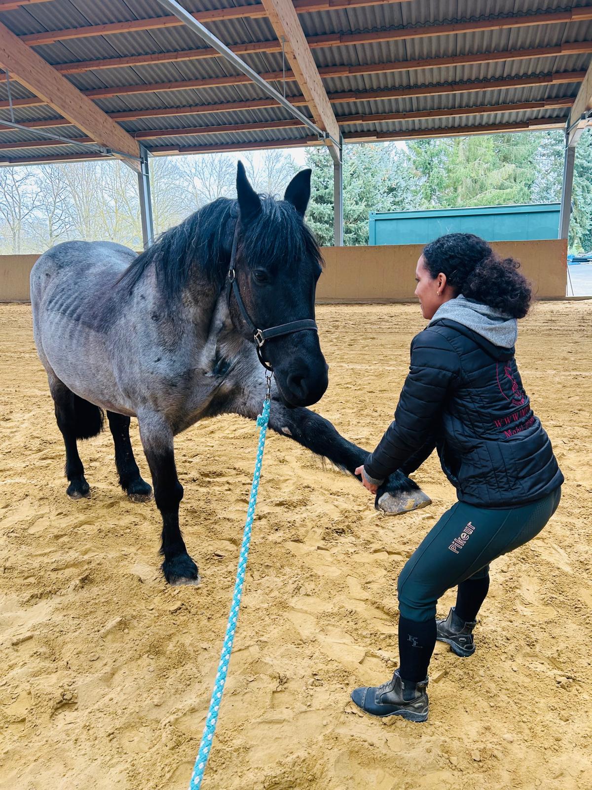Dorntherapie Pferd