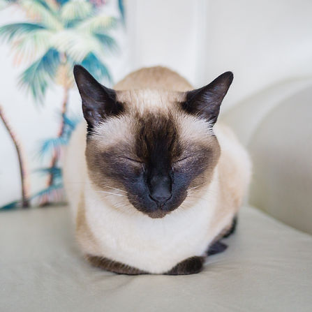 Katzenphysiotherapie