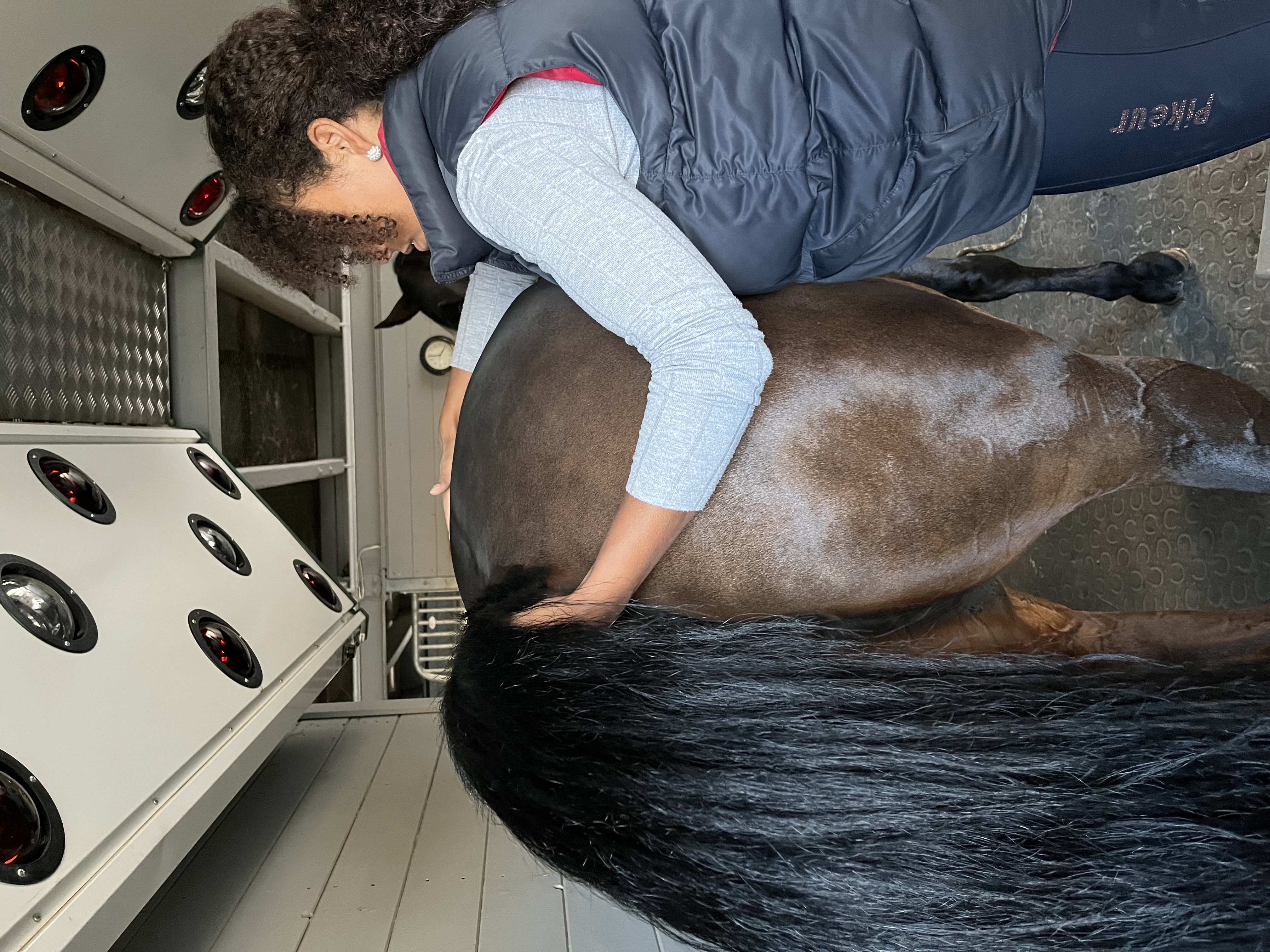 Dorntherapie Pferd
